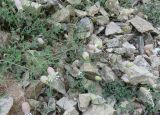 Oberna подвид prostrata
