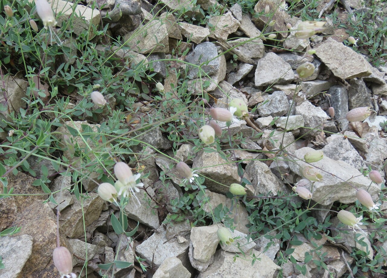 Изображение особи Oberna behen ssp. prostrata.