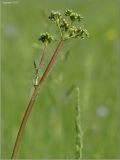 Image of taxon representative. Author is Сергей Апполонов