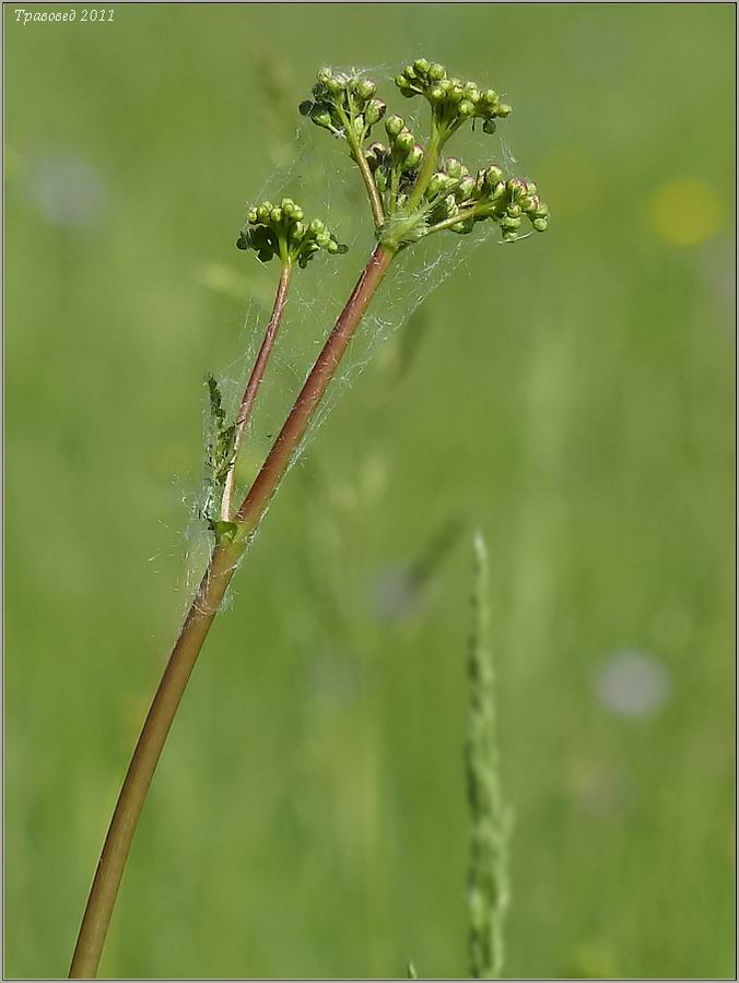 Image of Filipendula vulgaris specimen.