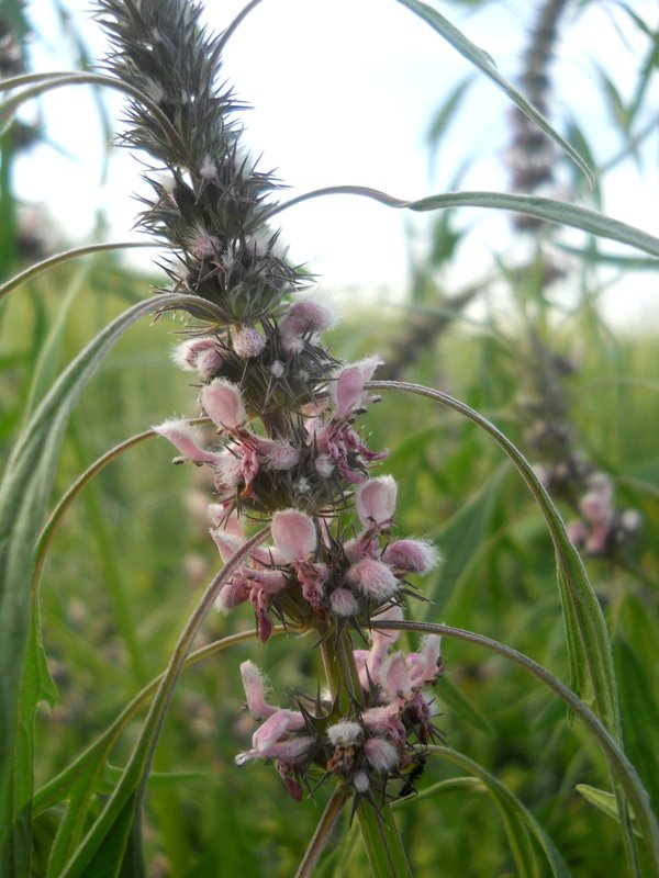 Изображение особи Leonurus glaucescens.