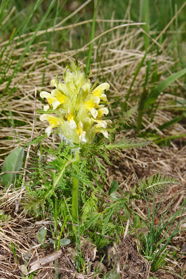 Image of Pedicularis condensata specimen.