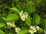 Sorbus alnifolia