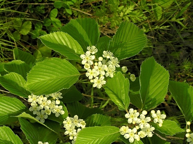 Изображение особи Sorbus alnifolia.