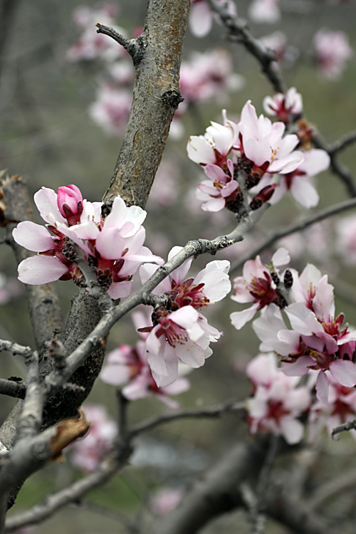 Изображение особи Amygdalus bucharica.