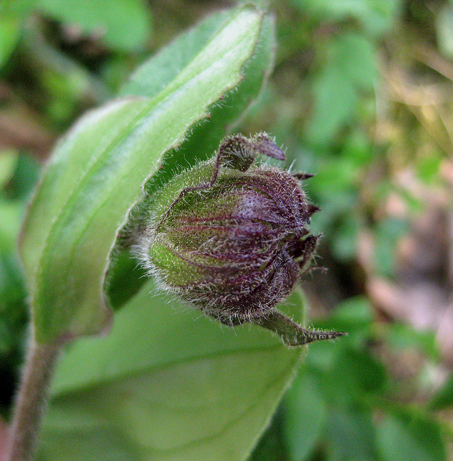 Image of Arnica montana specimen.