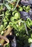 Veronica beccabunga ssp. muscosa