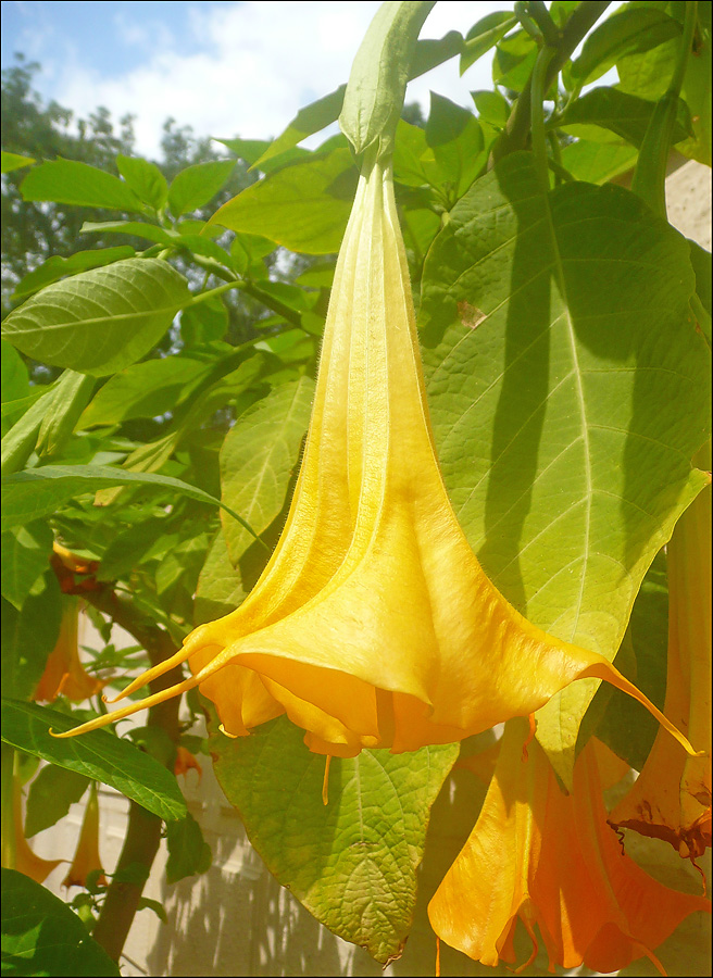 Изображение особи Brugmansia aurea.