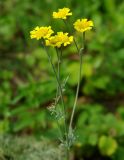 Tanacetum uralense