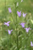 Campanula lambertiana