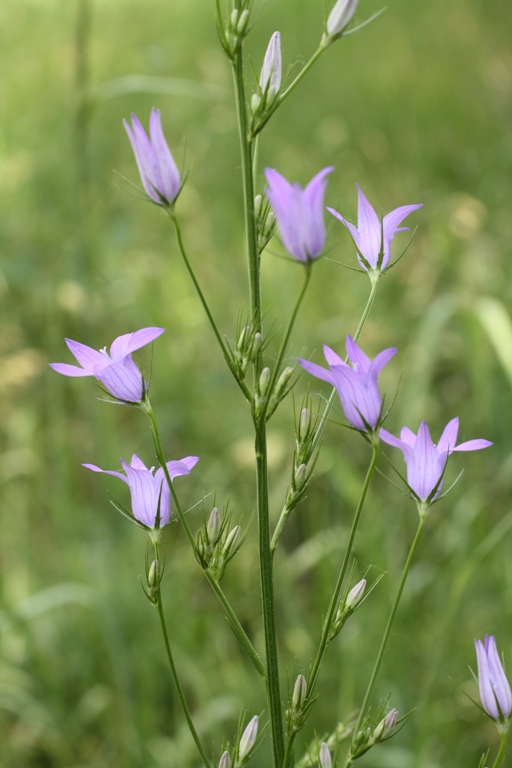 Изображение особи Campanula lambertiana.