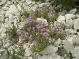 Thymus calcareus. Цветущие растения на каменистой осыпи. Ростовская обл., Куйбышевский р-н, окр. с. Лысогорка, меловой склон. 17.07.2011.