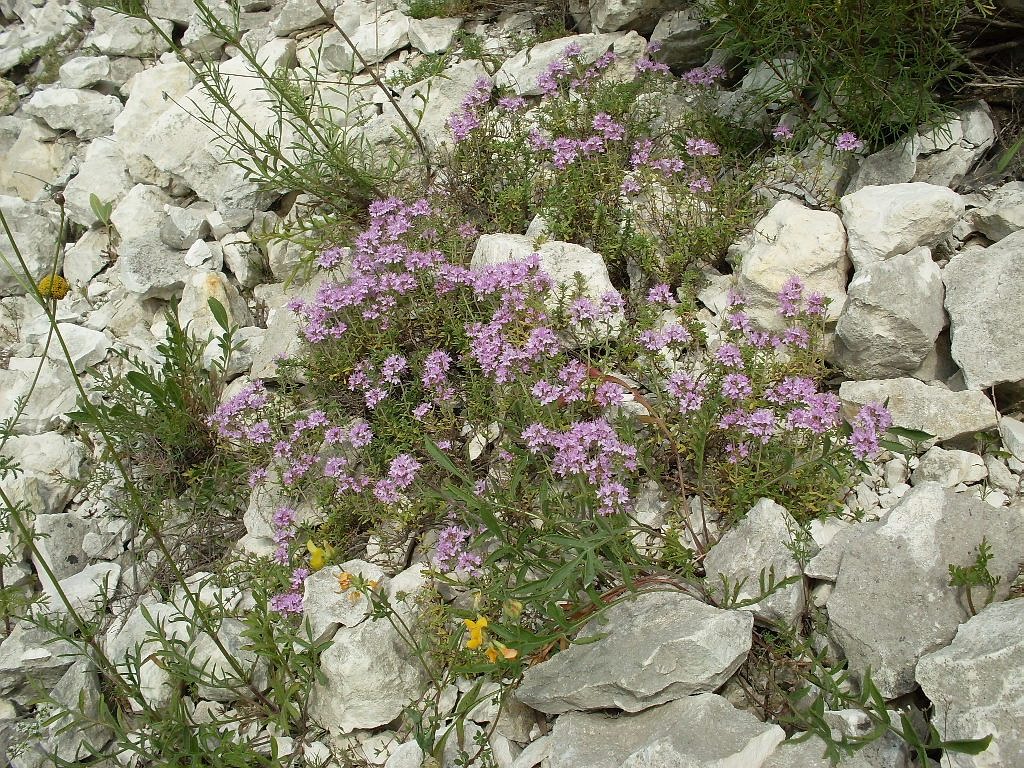 Изображение особи Thymus calcareus.