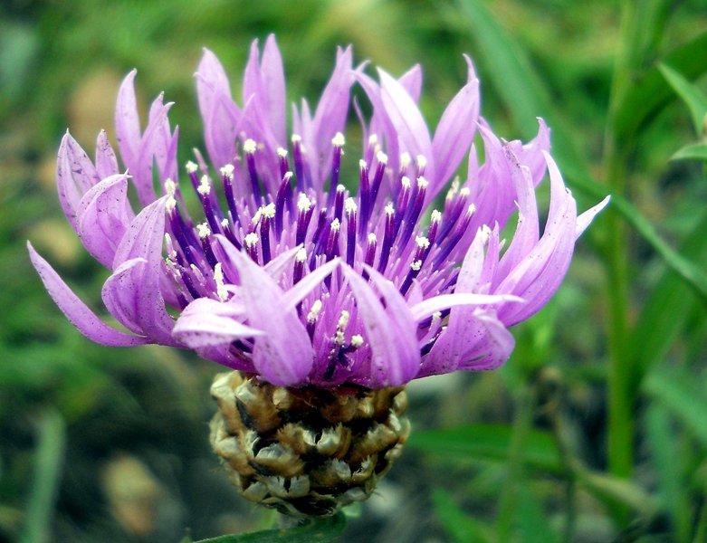 Изображение особи Centaurea jacea.