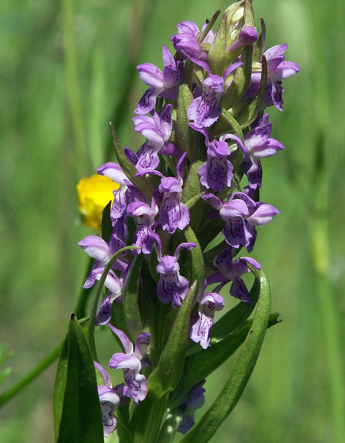 Image of Dactylorhiza incarnata specimen.