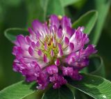 Trifolium medium