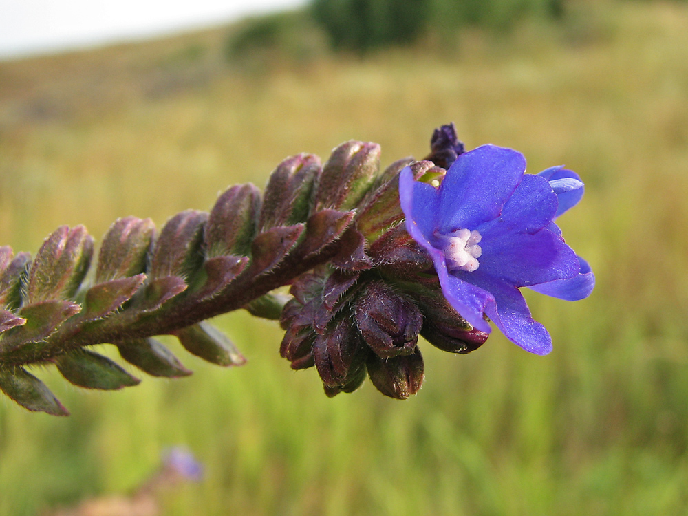 Изображение особи Anchusa procera.