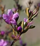 Rhododendron ledebourii. Верхушка ветви с цветком и бутонами. Алтай, Северо-Чуйский хребет, долина р. Чуя. 07.06.2008.