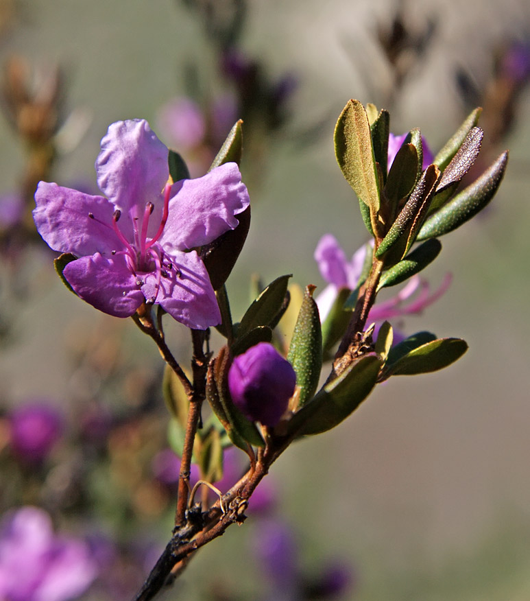 Image of Rhododendron ledebourii specimen.