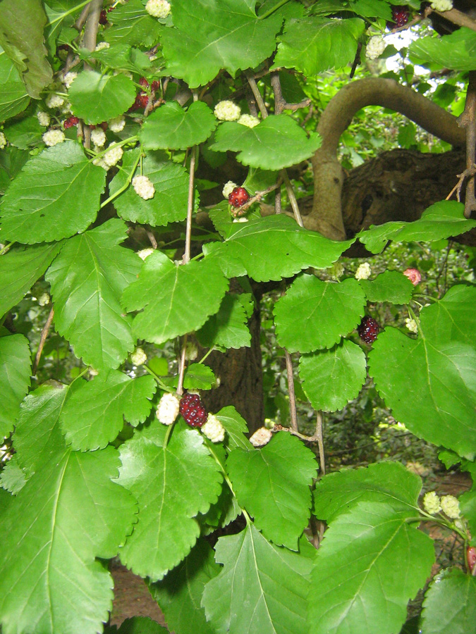 Image of Morus alba specimen.