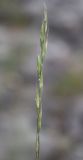 Elymus ircutensis. Колос. Алтай, окр. пос. Манжерок, опушка сосняка к пойме р. Катуни. 22.08.2009.