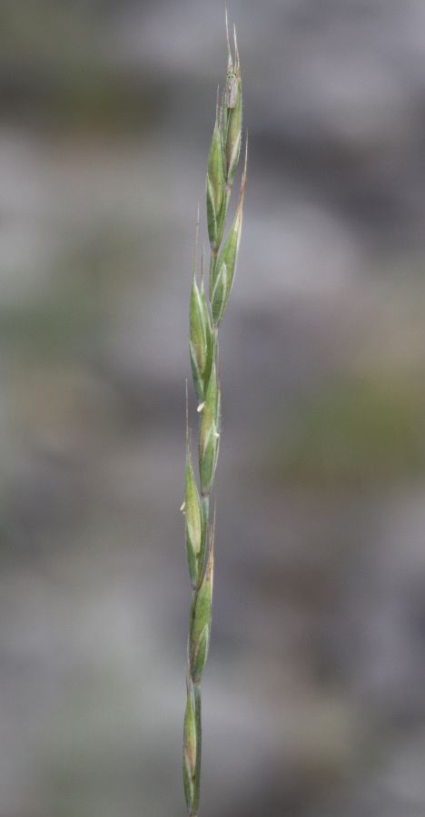 Изображение особи Elymus ircutensis.