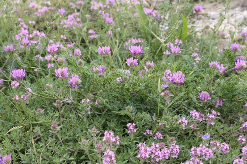 Image of Astragalus onobrychis specimen.