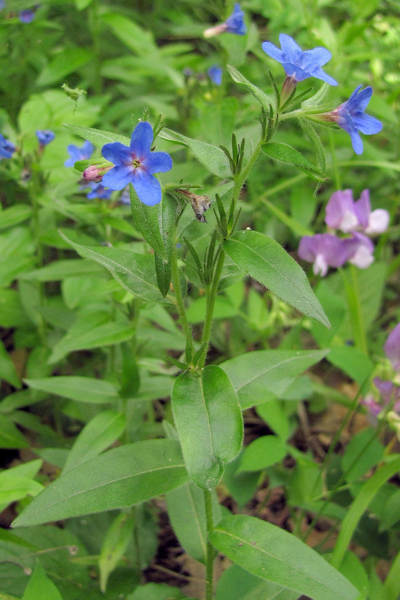 Изображение особи Aegonychon purpureocaeruleum.