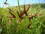 Bolboschoenus glaucus