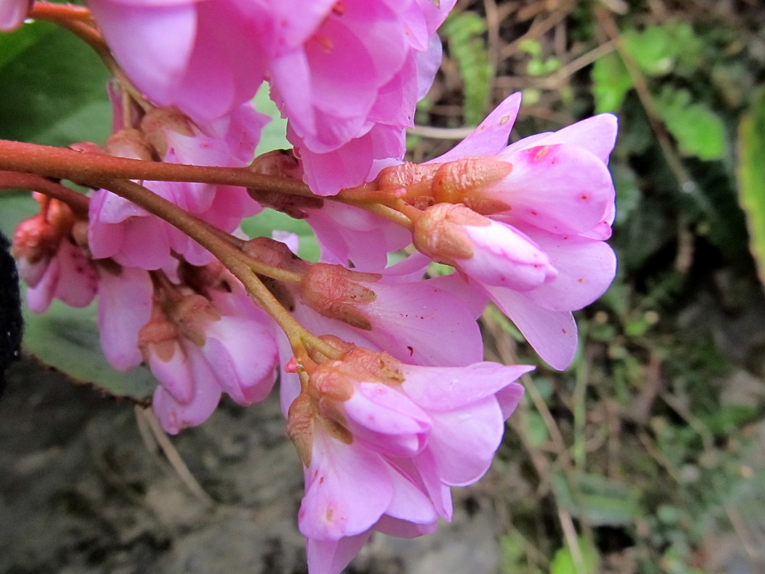 Изображение особи род Bergenia.