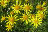 Senecio jacobaea. Часть общего соцветия. Чувашия, Моргаушский р-н, у дороги к дер. Шомиково. 12.07.2011.