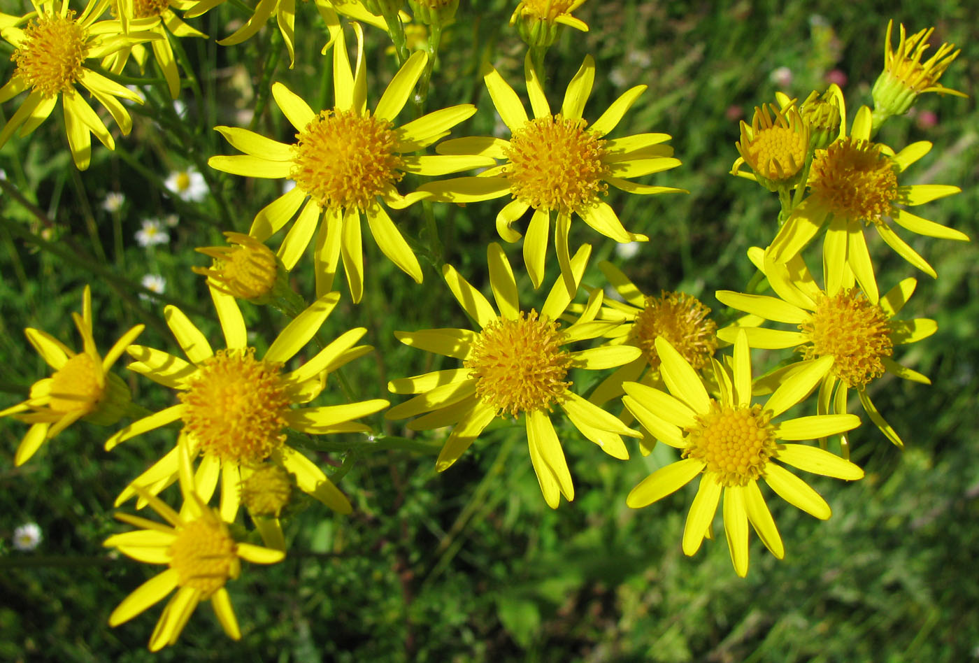 Изображение особи Senecio jacobaea.