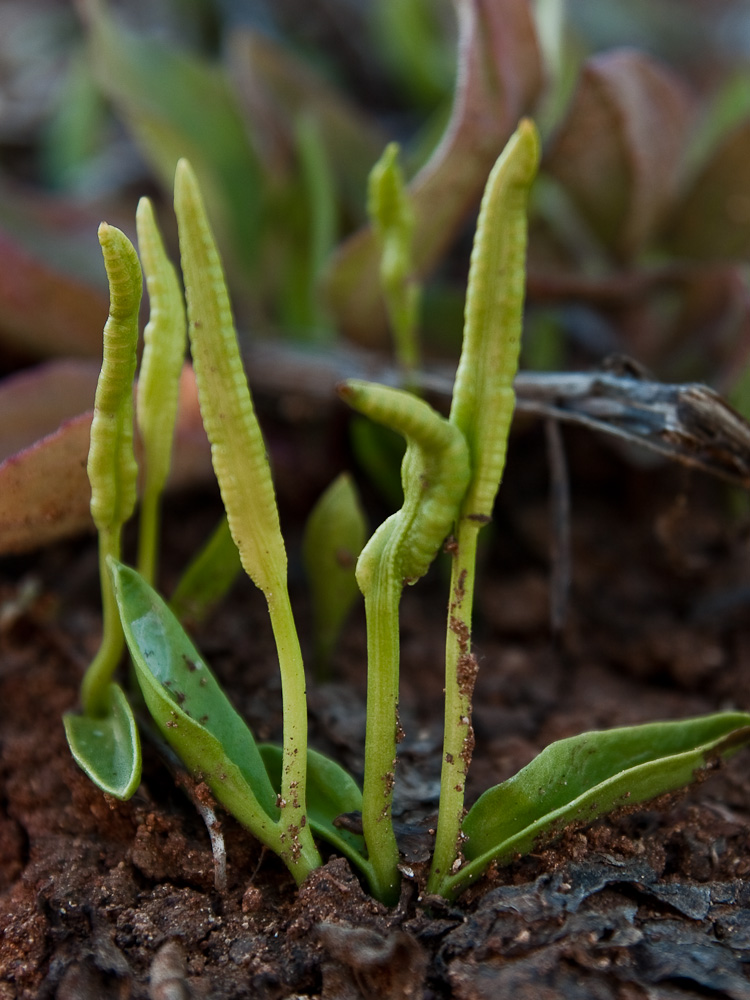 Изображение особи Ophioglossum thermale.