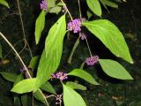 Callicarpa bodinieri