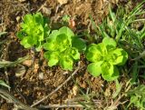 Euphorbia helioscopia. Цветущие растения. Крым, окрестности Ялты. 7 апреля 2012 г.