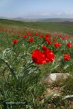 Tulipa greigii