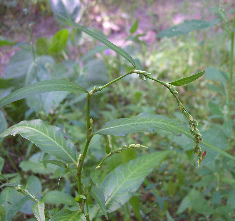 Image of Persicaria hydropiper specimen.