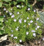 Veronica filifolia