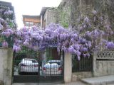 Wisteria sinensis