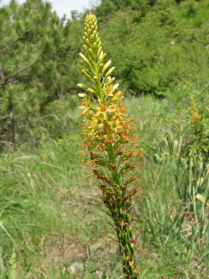 Изображение особи Eremurus spectabilis.