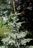 Picea pungens f. glauca