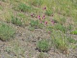 Dianthus andrzejowskianus