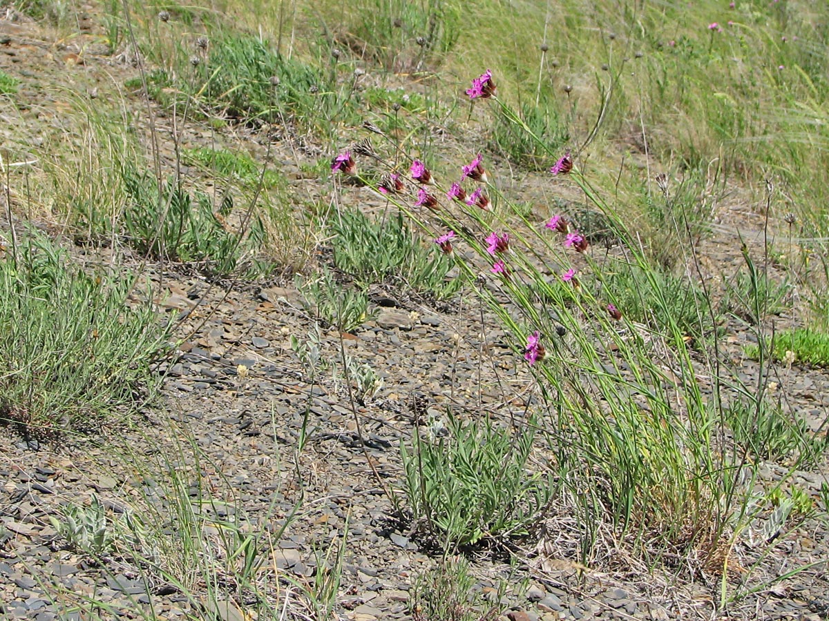 Image of Dianthus andrzejowskianus specimen.