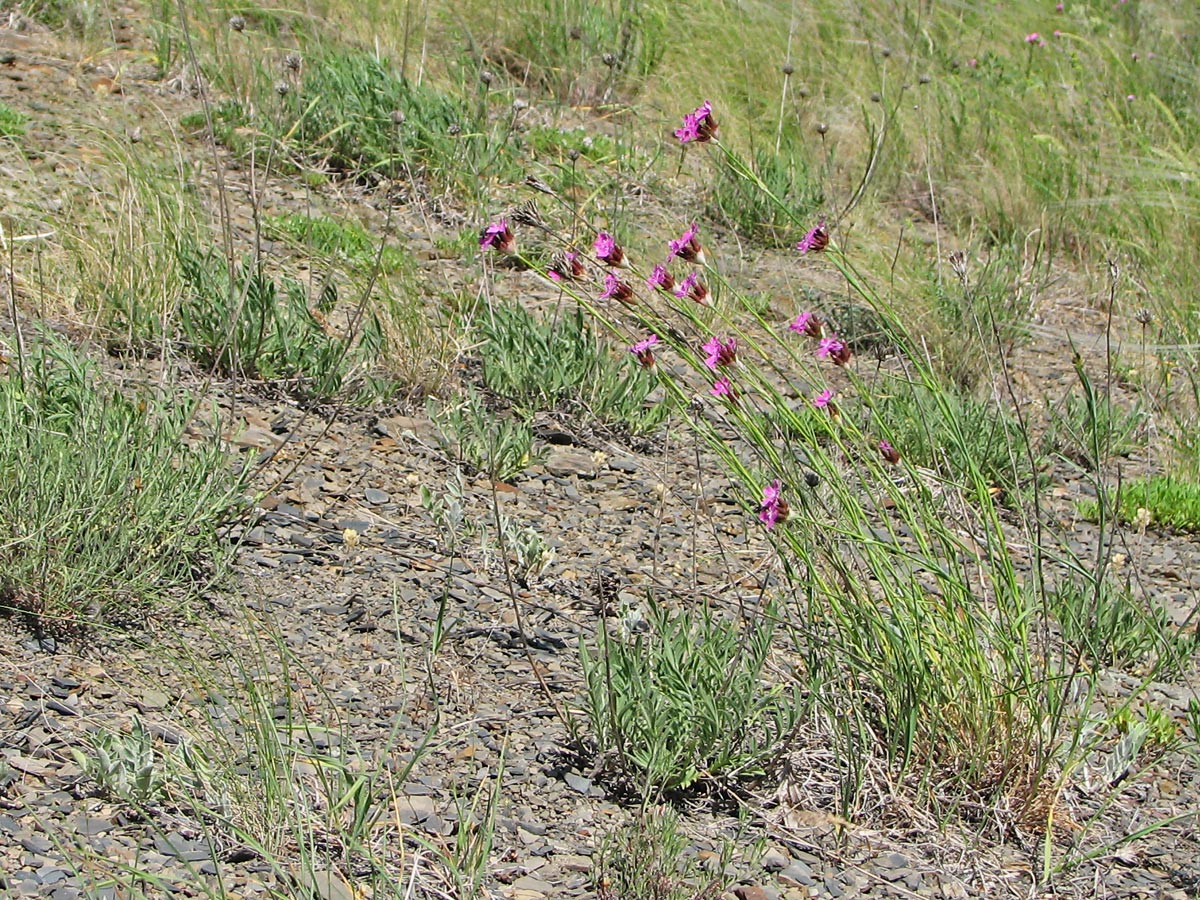 Изображение особи Dianthus andrzejowskianus.