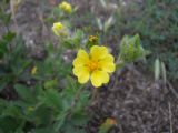 Potentilla taurica. Цветок. Крым, окрестности Ялты, поле. 26 мая 2012 г.