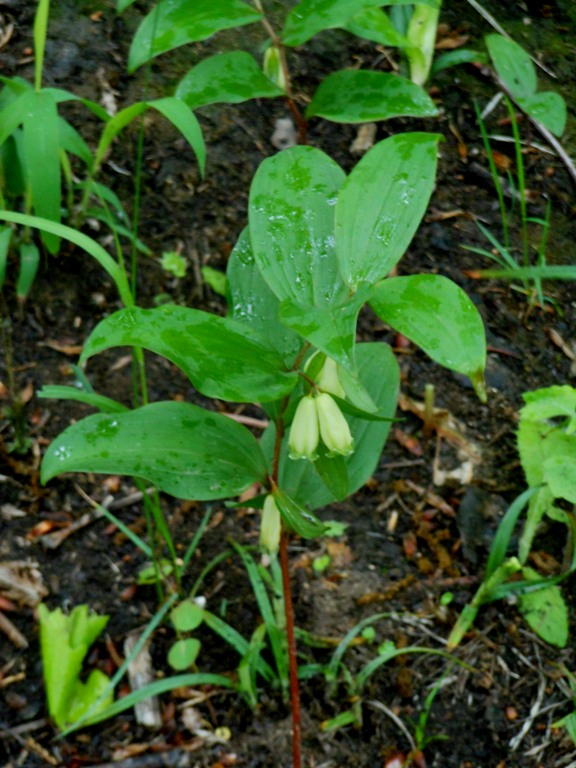 Изображение особи Polygonatum desoulavyi.