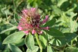 Trifolium medium. Верхушка побега с соцветием. Черноморское побережье Кавказа, щель Прасковеевская, сухой луг под пастбищем. 09.06.2012.