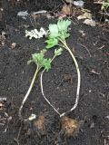 Corydalis cava