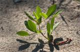 Lathyrus japonicus подвид maritimus. Растение с развивающимся соцветием. Карелия, Заонежье, мыс Клим Нос, песчаный пляж. 14.06.2012.