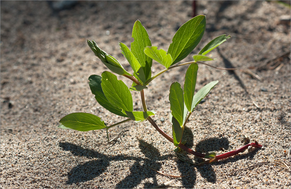 Изображение особи Lathyrus japonicus ssp. maritimus.